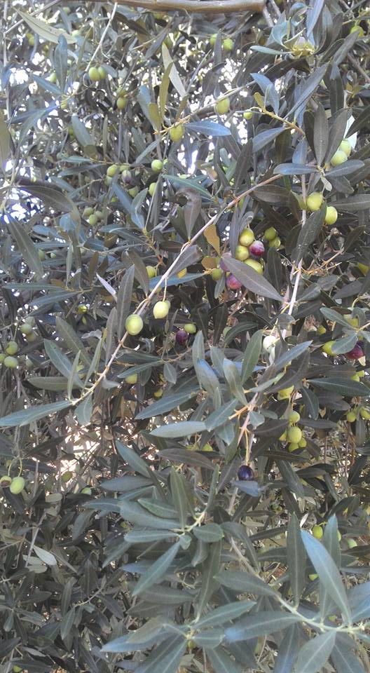 Prix ​​de l'huile d'olive extra vierge biologique