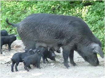 Schwarzes Schweinefleisch: Hauptbestandteil von Nduja