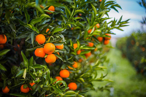 clementine vendita conforti