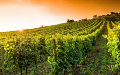 Vino Calabrese: Elenco delle qualità da acquistare