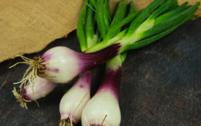 Cipolla di Tropea: Perchรฉ รจ cosรฌ famosa? Dove acquistarla?