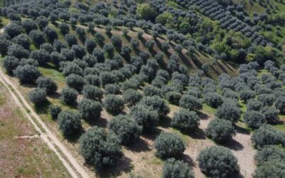 Oleificio: I processi produttivi delle Tenute Conforti