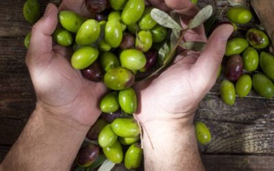 Resa Olio: Tutto quello che devi sapere nel 2022