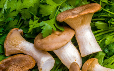 Funghi Cardoncelli: Ecco perchรฉ provarli in olio Evo