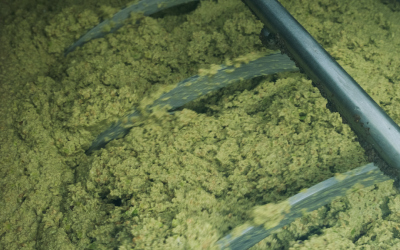 Cos’è il Frantoio: Olio Evo tra Tradizione e Modernità