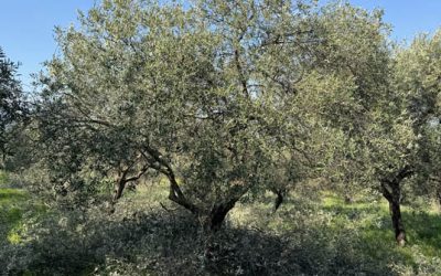 Guida alla Potatura dell’Olivo: Tecniche Efficaci