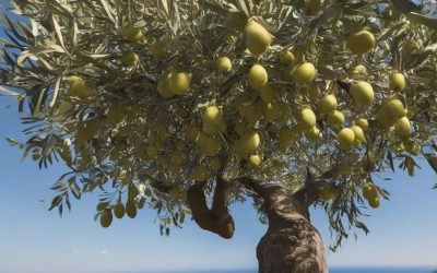 Guida Completa al Mercato dell’ Olio di Oliva in Italia
