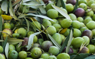 Guida alla raccolta delle olive per un olio di qualità