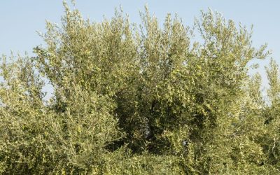 Olio di Calabria IGP da agricoltura biologica