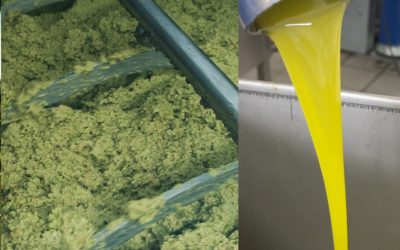 Olio Scaduto: Un Rischio da Non Sottovalutare