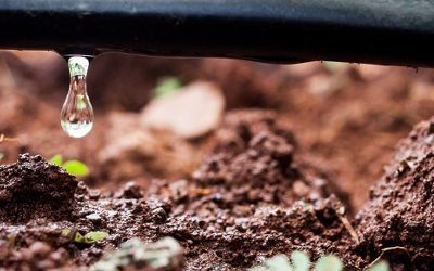 Acqua in Agricoltura: Una Risorsa Preziosa da saper Gestire
