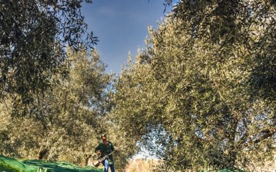 L’IA rivoluziona l’ olio di oliva: qualità garantita