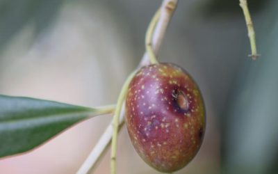 La Mosca Olearia: Strategie per Proteggere gli Olivi