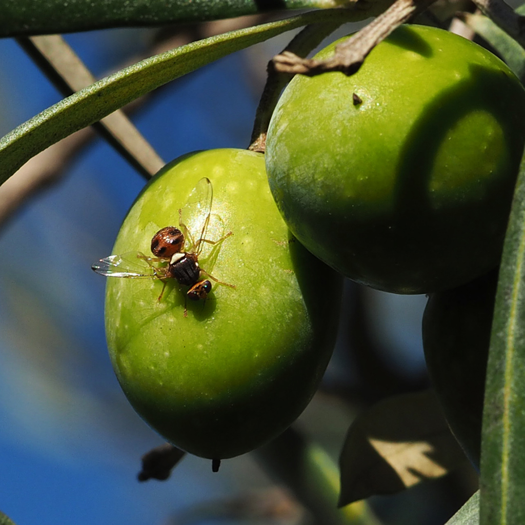 mosca olearia ( bactrocera oleae )