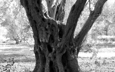 L’Olio Evo Biologico: Una Scelta Sostenibile per il Futuro