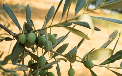 Olio e Siccità: Strategie per una Produzione di Qualità