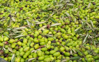 Foglie: come influenzano il sapore dell’ olio d’oliva?