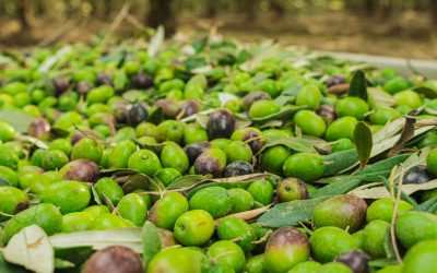L’ Olio Scaduto: Un Pericolo Nascosto nella Tua Cucina