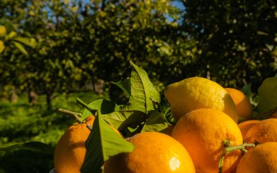 Come combattere la Cocciniglia Cotonosa negli agrumi