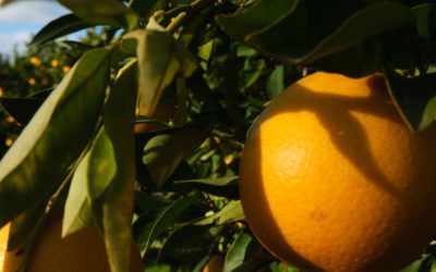 Il Terriccio per Agrumi: Una Guida Completa