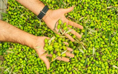 Olio Extravergine di Oliva: il Segreto del Mattino a Digiuno