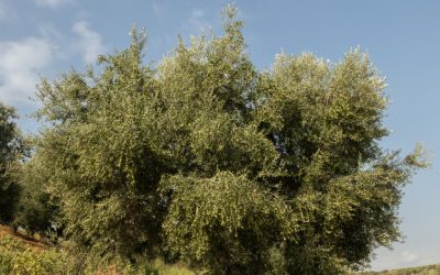 La Dolce di Rossano: un tesoro liquido della Calabria