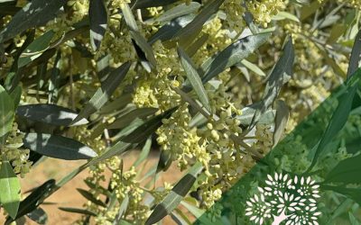 Le Fasi Vegetative Oliva: Dal Fiore al Frutto Maturo