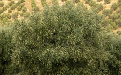 L’olio nelle olive: segreti della resa in olio