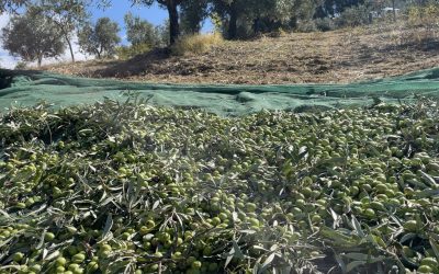 Olio Extravergine di Oliva: Monocultivar o Blend? Differenze