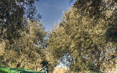 Olio EVO Biologico: Un Viaggio nel Cuore della Natura