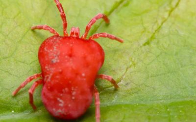 Ragnetto Rosso negli Agrumi: Come Combatterlo Naturalmente