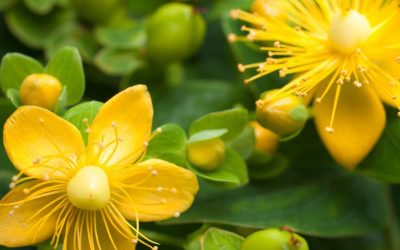 L’Olio di Iperico a cosa serve: Elisir dai Mille Benefici