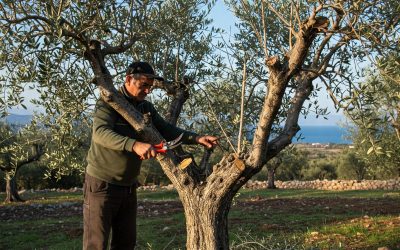 Olivo: Periodi, Tecniche e Errori nella Potatura
