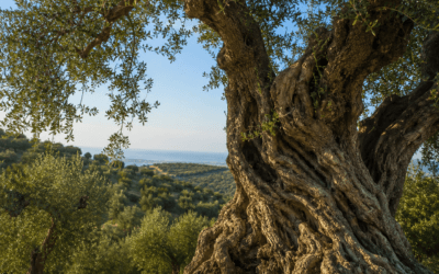 Albero di Olivo: Cos’è, Quanto Vive e Come si Coltiva