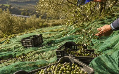 Raccolta delle Olive: Quando e Come Raccogliere per un Olio di Qualità
